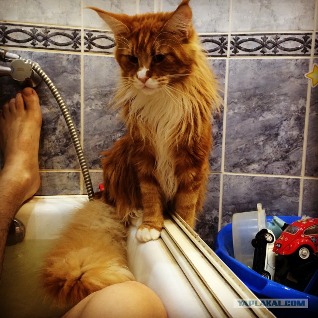 Котовторник 09.09.2014