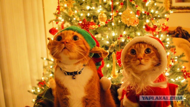 Котовторник 30.12.2014