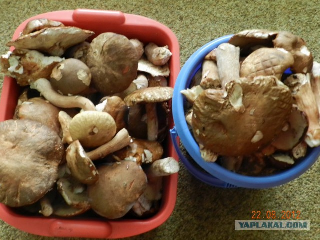 Картофель с грибами