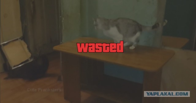Докучливый енот и кот