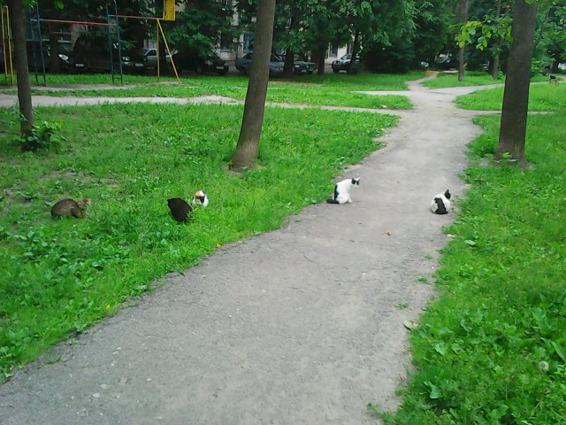 Котовторник 09.06.2015