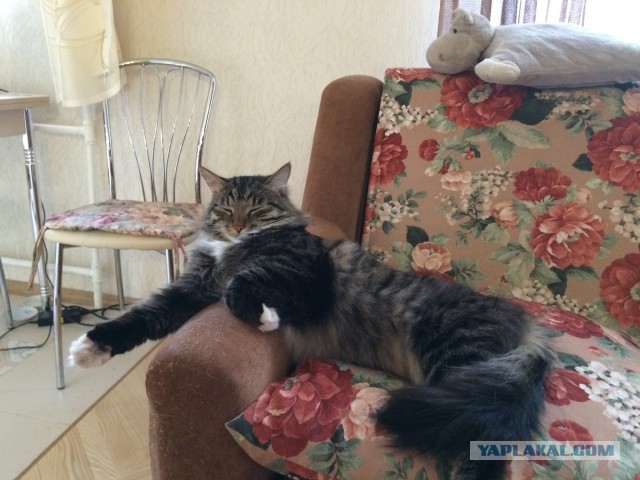 Моя прелесть: 17 котов-воришек