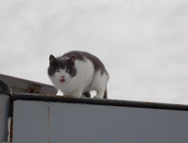 Котэподборка