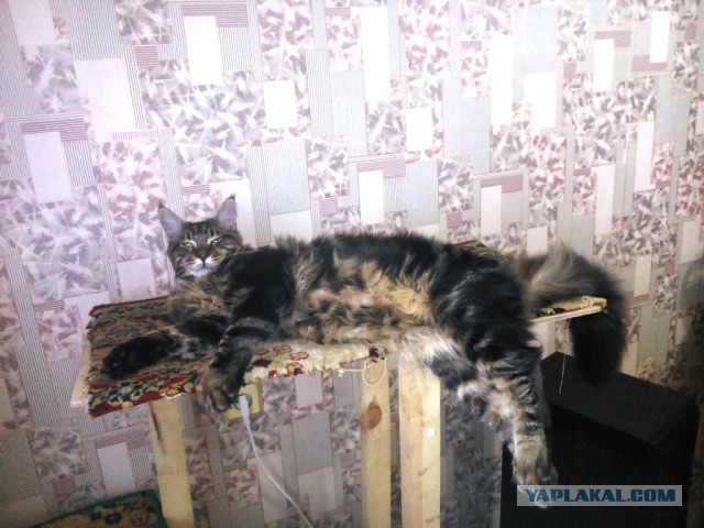 Котовторник