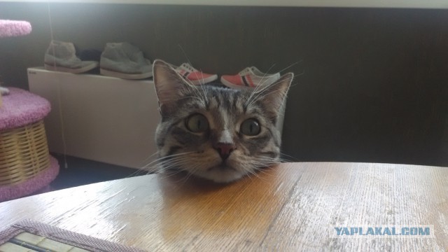 Котовторник