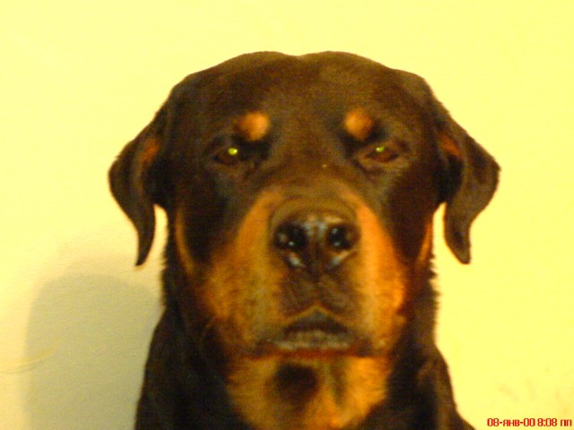 Собакочетверг же, ау!