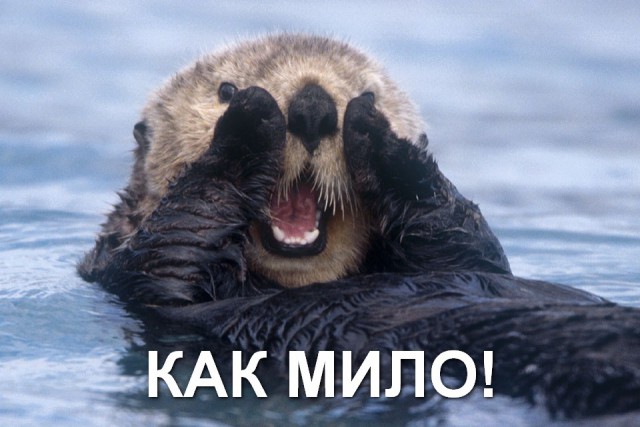 Выходные у выдры
