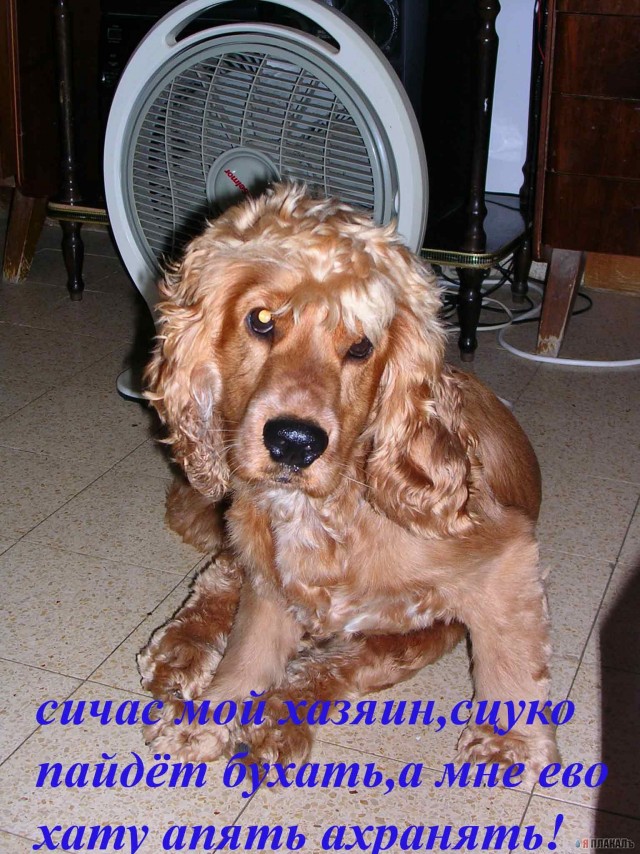 СОБАКИ и ЩЕНКИ. Все про собак!