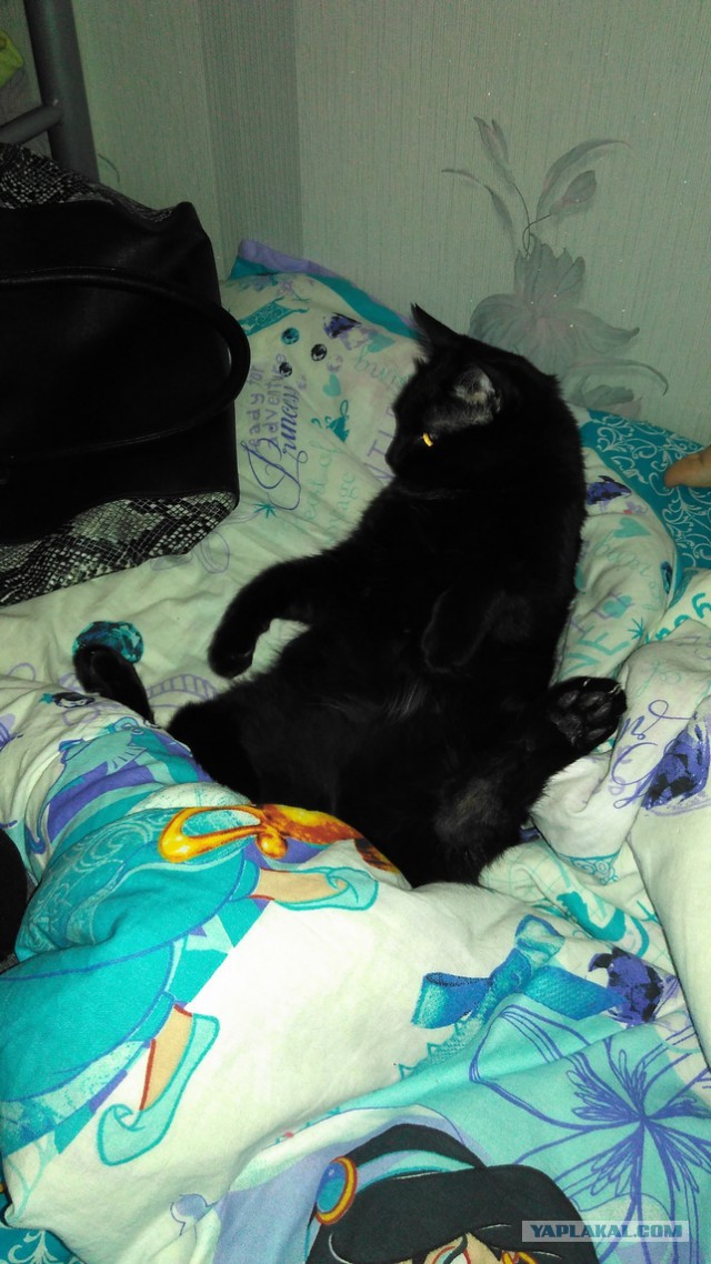 Котовторник 19.01.2016