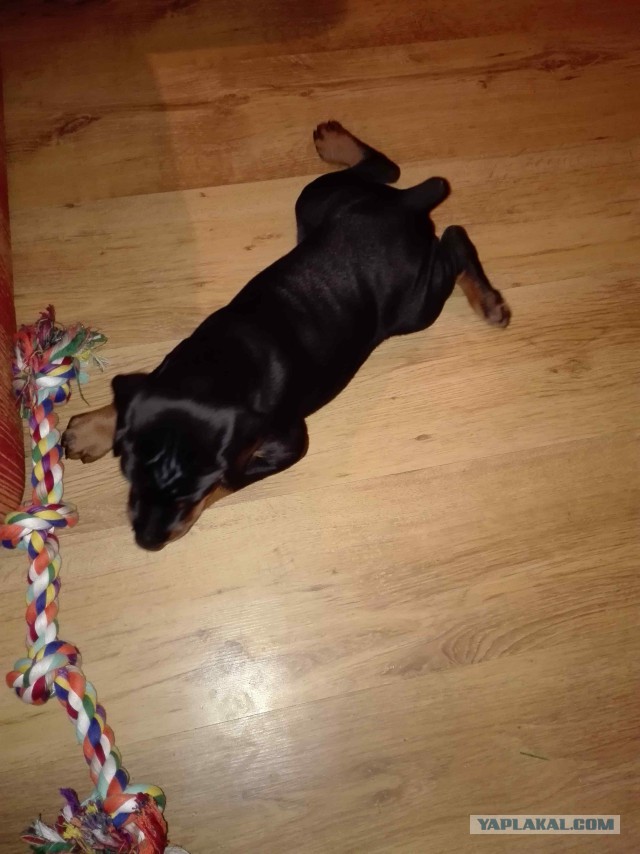 Мой вклад в собакочетверг