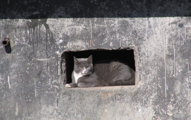 Коты, кошки, котята