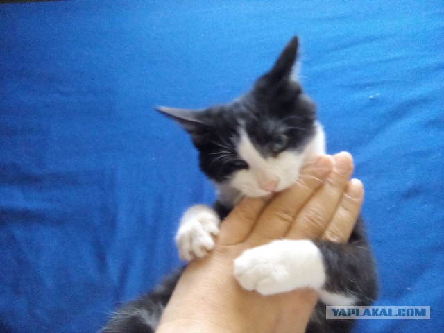 Как я стала кошатницей