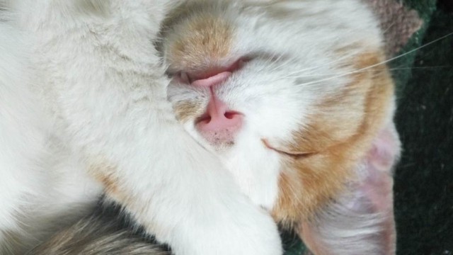 Котовторник на вторник, Котовторник