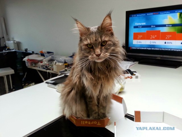 Уже лев или еще кот?