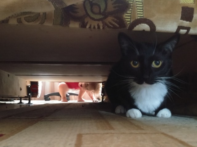 Коты из сети
