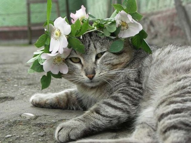 Коты из сети