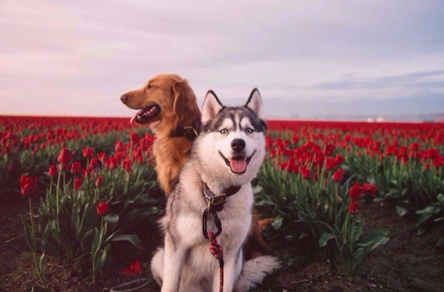 Самые смешные животные