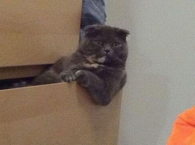 Коты и Кошки