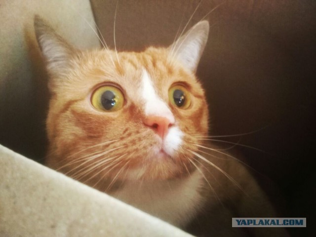 Коты и Кошки