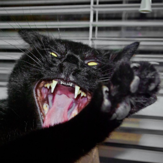 Коты и Кошки