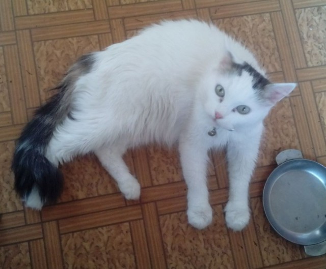 Коты и Кошки