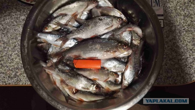 Отчет о рыбалке в Балтийском море
