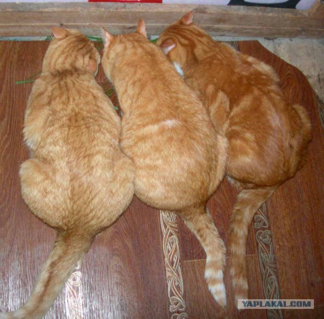 Котовторник 29.5.18