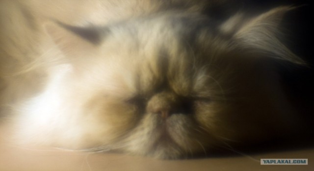Котовторник  на  ЯПлакалъ