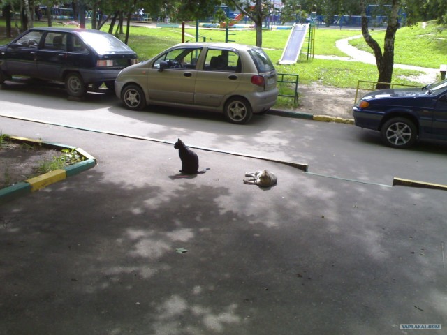 Котовторник на ЯПлакалъ