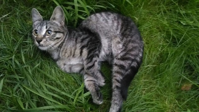 Прикольных котов пост