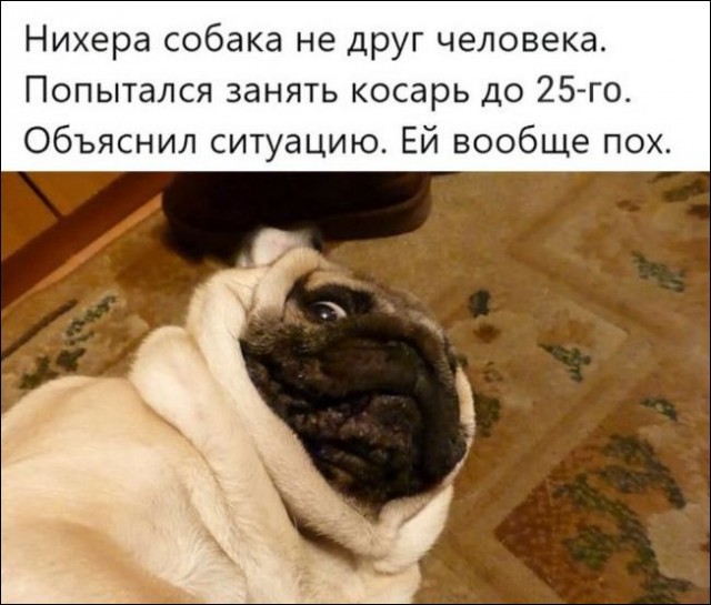 Живность из сети