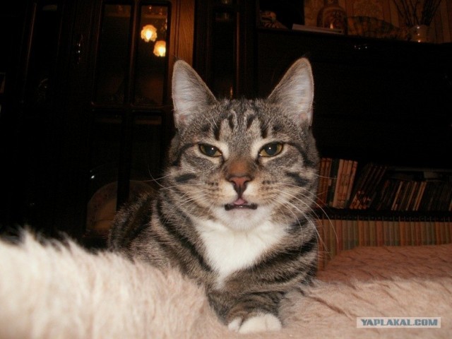 Котовторник 15.02.2011