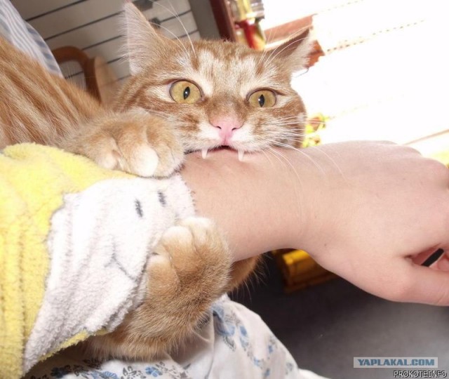 КотоОхота