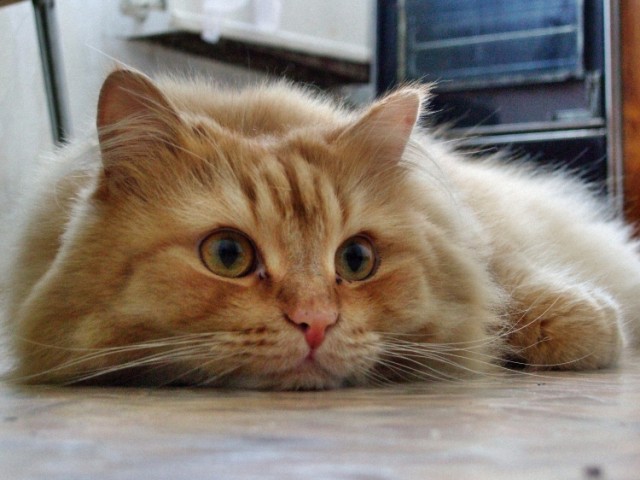 Котовторник: Кошки и ягнёнок