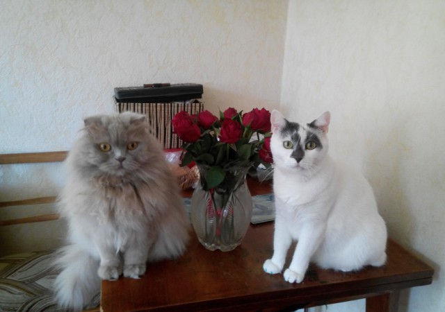 Котовторник (20.11.18)