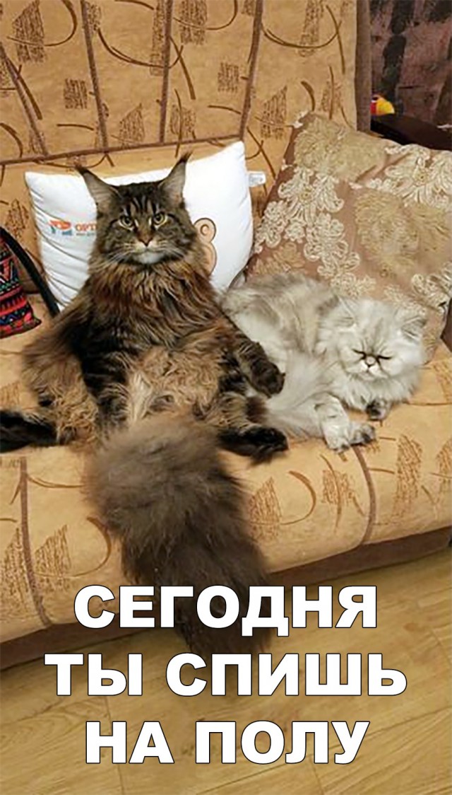 День уважения кошки картинки прикольные. Кот дерет диван. Кот царапает диван. Кот демотиватор. Царапал диван.