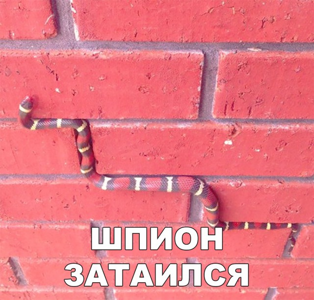 Милые животные. Мимиметр сломался