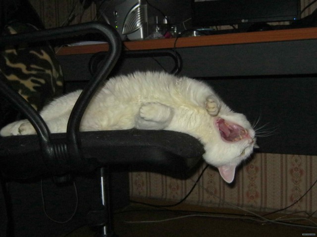 Котовторник 27.12.11