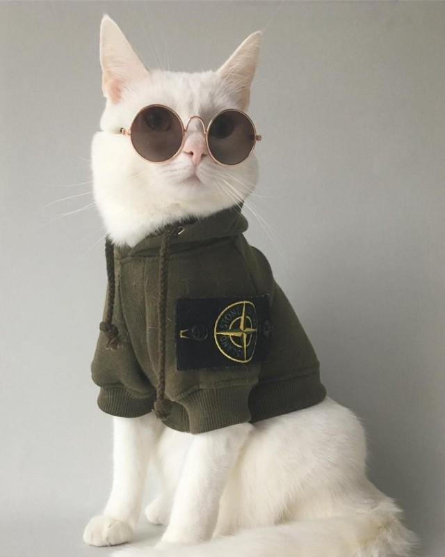 Прикольных котов пост