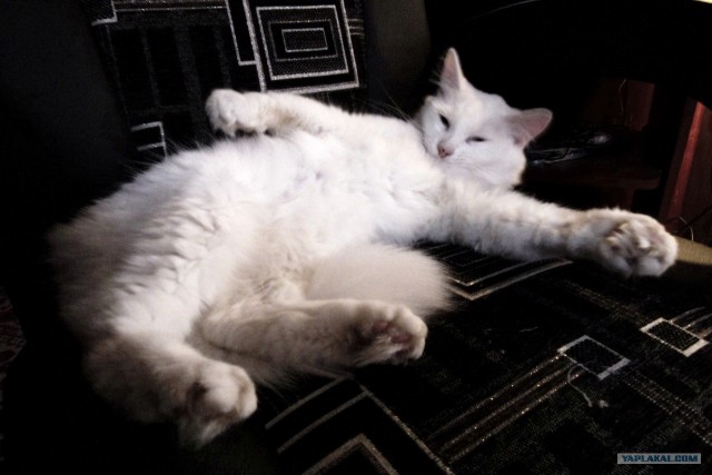 Котовторник (10.01.2012)