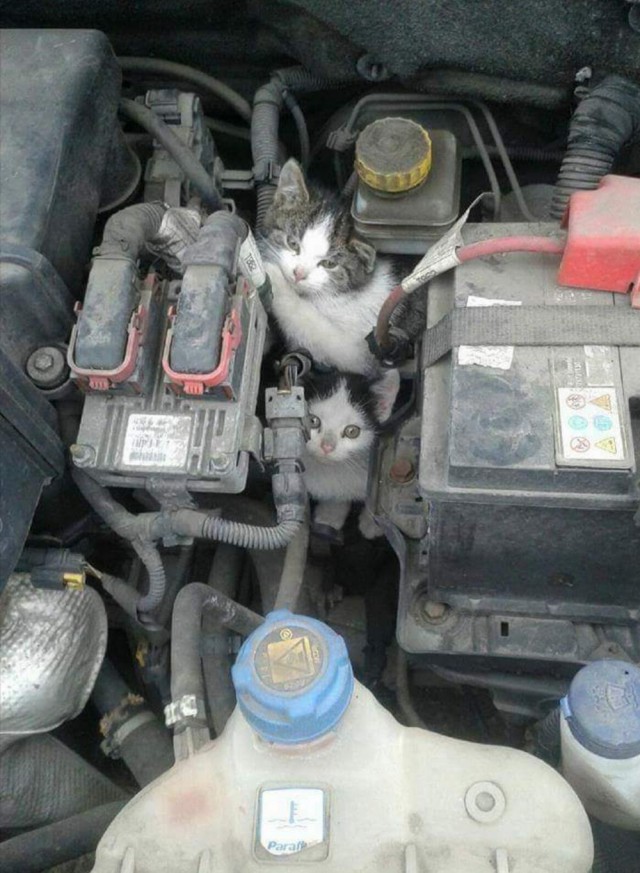 Прикольных котов пост