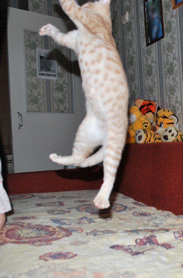 Котовторник 1 мая 2012