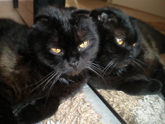 Котовторник 22.05.2012