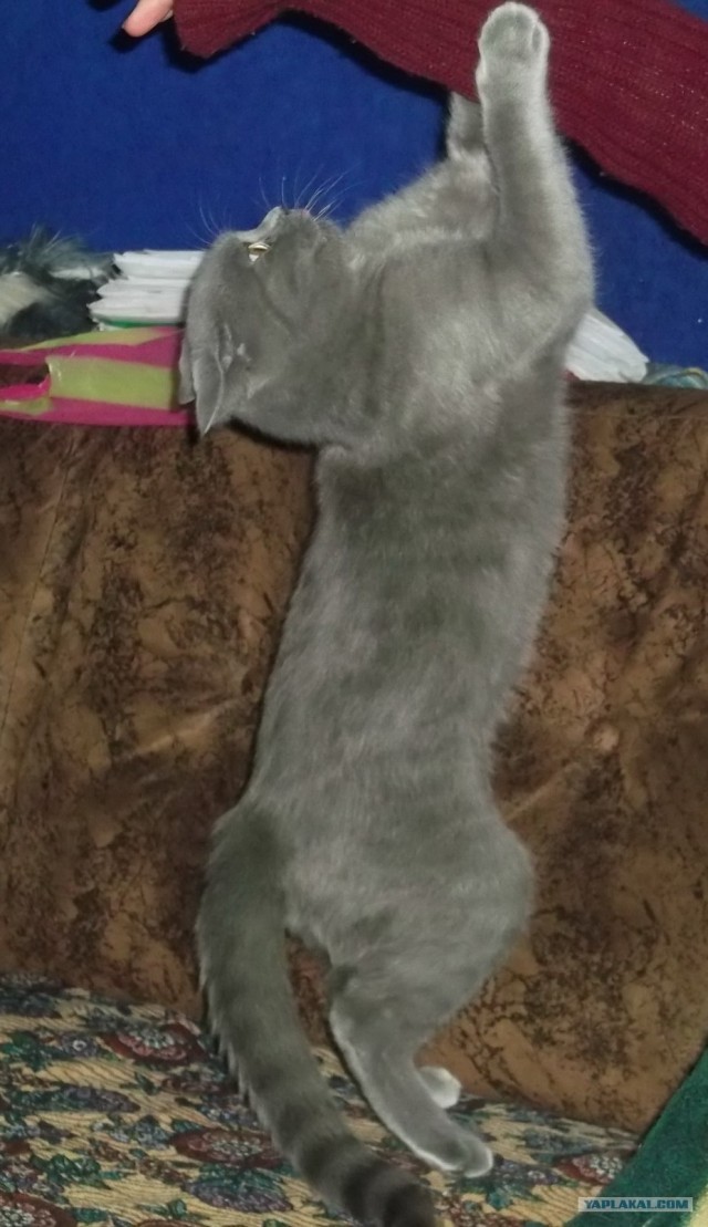 Котовторник на 26.06.12