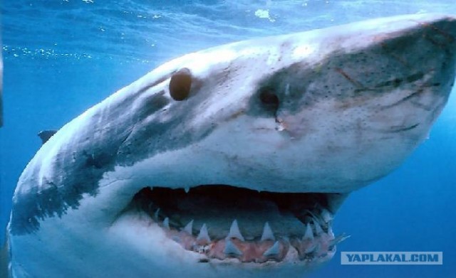 Пора на рыбалку идти