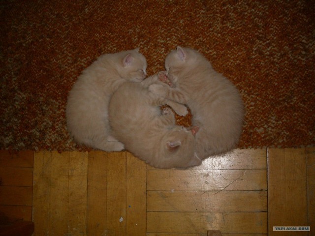 Котовторник  21.08.12