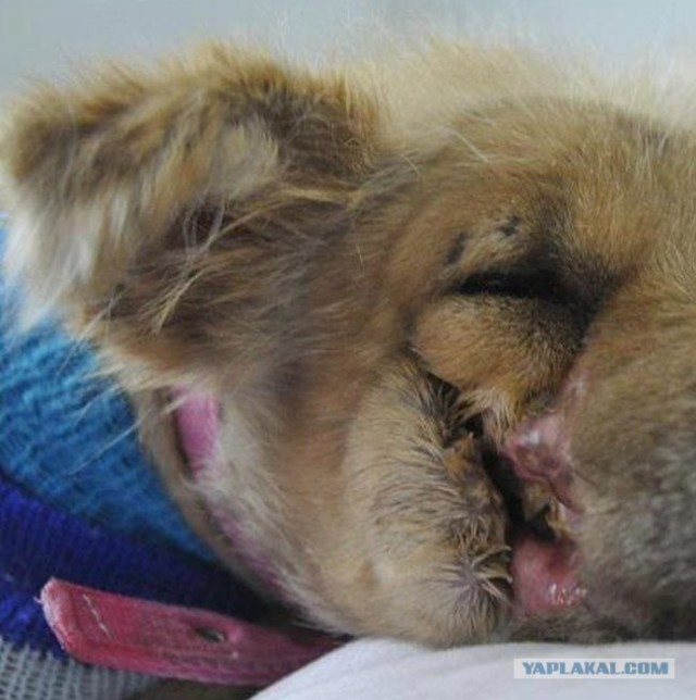 Человечности пост