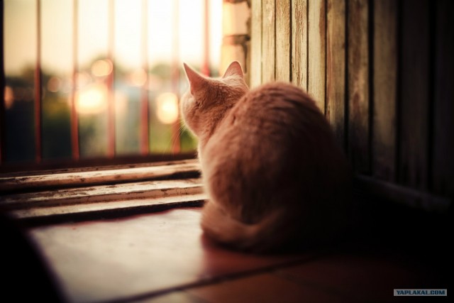 Котовторник  16.10.12