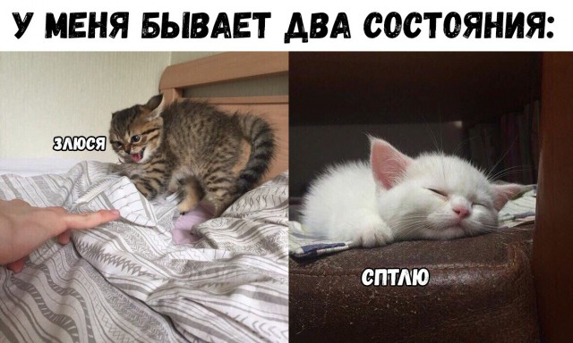 Забавные фото котеек