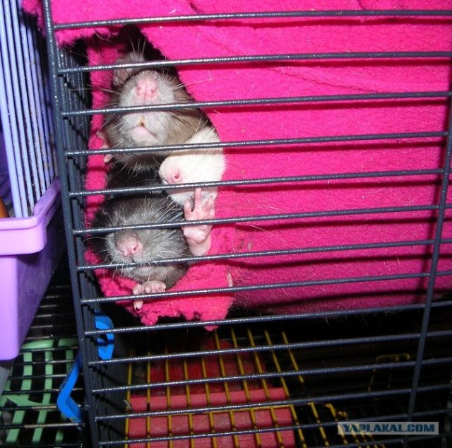 Три крысячьих "пятака"